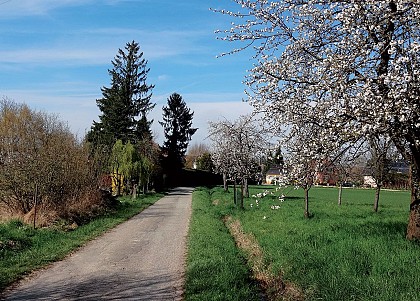 Sentiers du Steinbaechlein à Morschwiller-le-Bas