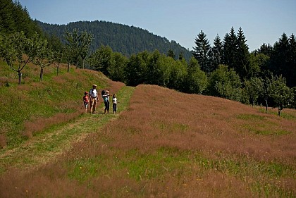 Hiking trail: The fruit tree trail