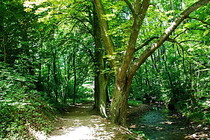 Circuit randonnée d'Obernai à Saint-Nabor