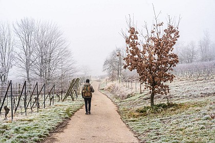 Sentier viticole de Mittelbergheim - Le Zotzenberg