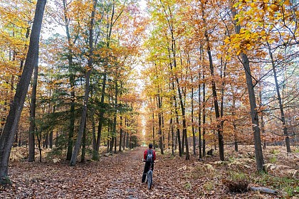 Circuit Gravel & VTT: l'Arbogast