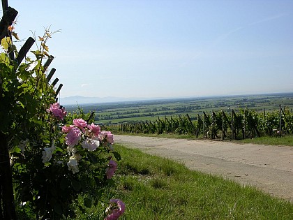 La roseraie et le Grand Cru Hatschbourg