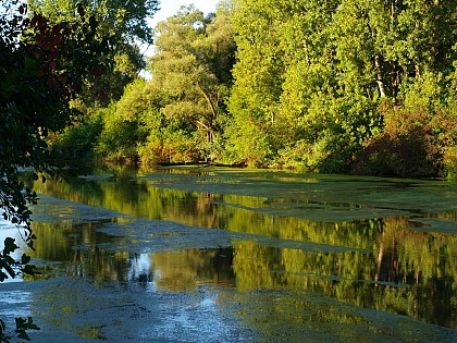 Bike tour: le Rhénan