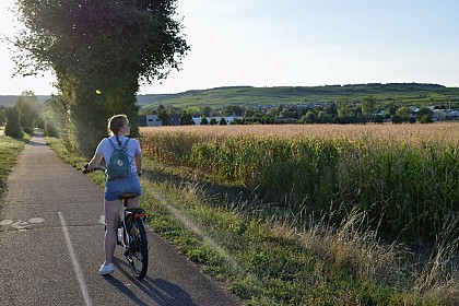 Circuit vélo - Entre plaine et vignoble