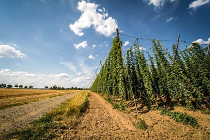 La Forêt d'Exception® de Haguenau - N°4 : Le Val de Moder et le Houblon