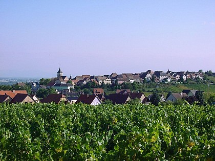 Grands Crus wine trail - Zellenberg