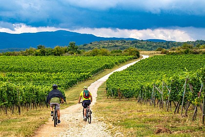 BL348 - Entre vigne et forêt au pied du Petit Ballon