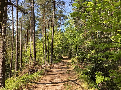 Parcours vélo : Le massif du Taennchel au départ de Ribeauvillé (Raccourci)