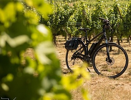 Discovering the vineyard by bike
