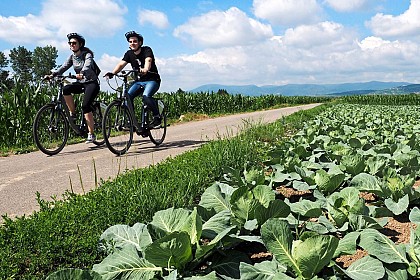 Cabbage and Vineyard Tour