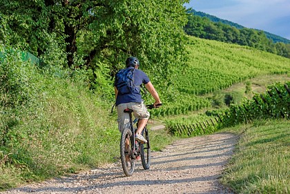Circuit vélo Ribeauvillé- Bergheim