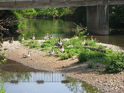 Hiking trail Alongside the Bruche