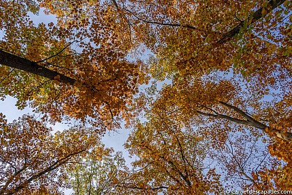 Bike tour: De Soufflenheim au Gros-Chêne
