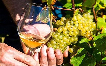 Circuit oenotouristique Côte de Lumière en Vendée