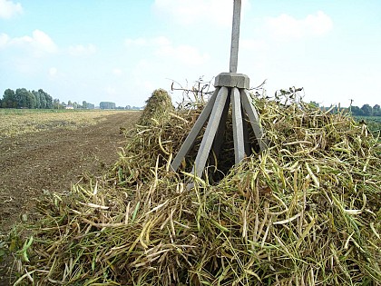 Les Herbes Folles, Au départ de Calonne-sur-la-Lys