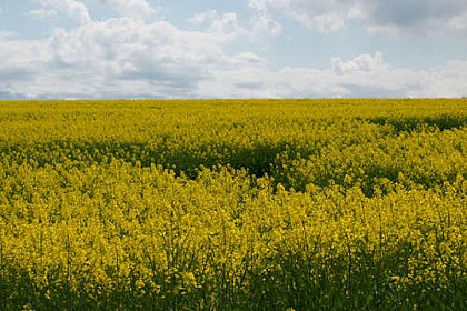 Circuit n° 10 - Plaines et canaux