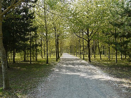 Grand parcours dans la forêt d'Ifs