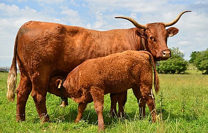 Les Vaches Rouges