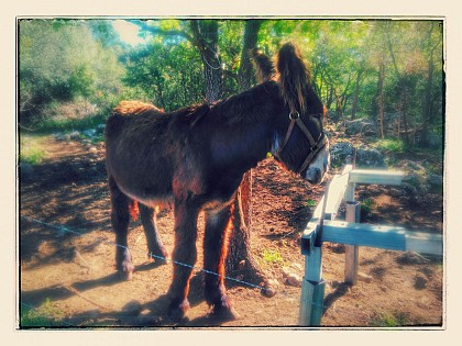 De la chèvrerie aux grottes de Saint Cézaire sur Siagne
