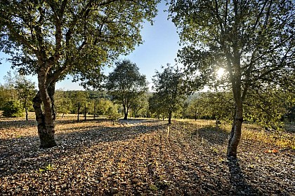 Autour de la truffe à Mareuil