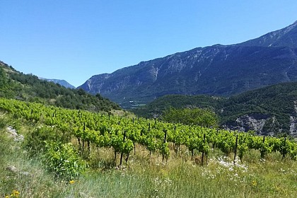 Sentier des Vignes