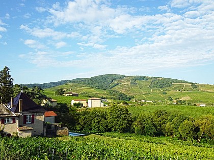 GR de Pays Vignobles et Monts du Beaujolais - Boucle des Vignobles