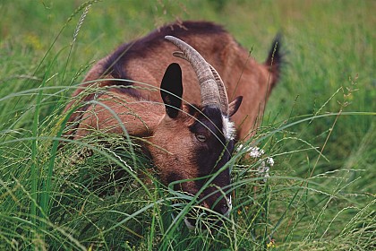 Balade de la Gardette - Parcours découverte "Connaître Olby"
