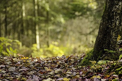 Sentier de la forêt des Monts