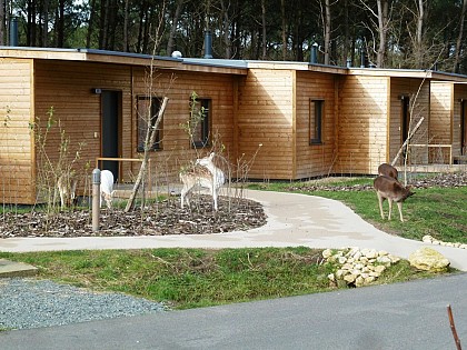 La Loire à Vélo depuis le Loudunais