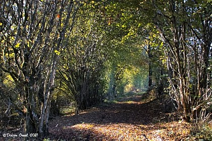 Le chemin des trognes