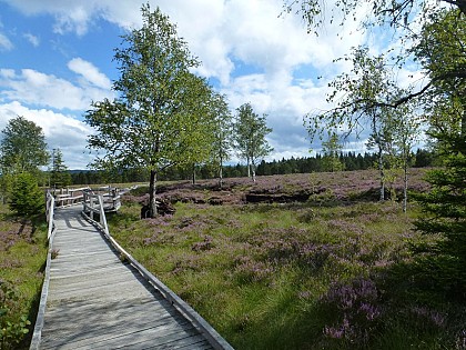 Tourbières de Frasne - Grand circuit par le parking du Moulin