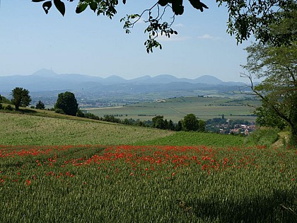 Contrée Couleur Sylvestre - Les balades de Léa et Tino