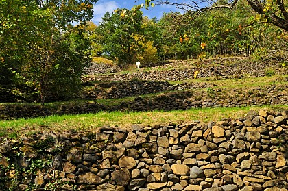 Between willows and pailhats – The walks of Léa and Tino