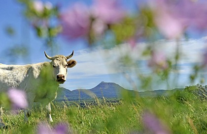 Le puy de Neuffont