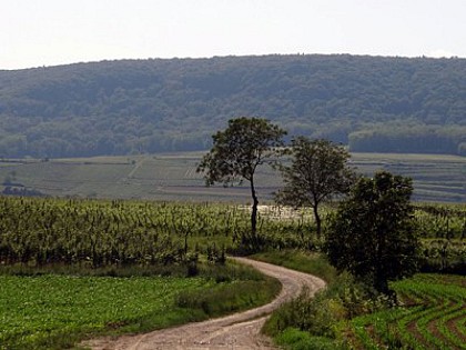 Rouffach : Le vignoble a bicyclette