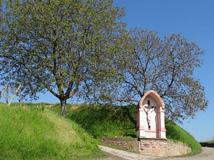 Pfaffenheim : Promenade du Grand Cru Steinert