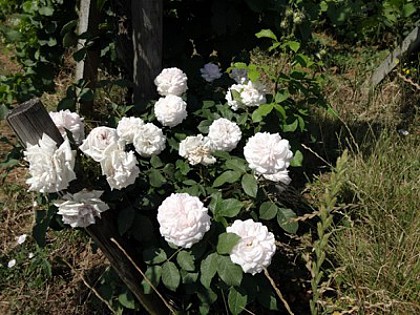 Voegtlinshoffen : La roseraie du Hatschbourg