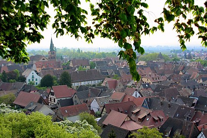 Turckheim : La Décapole par vignes et côteaux