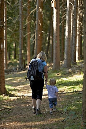 Stroller circuit H06 : On the banks of the Netzenbach