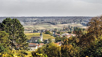 Sentier Viticole de Chigny les Roses "la Champagne de demain"