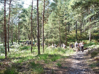 Ermenonville Forest, in the Abbeys forest