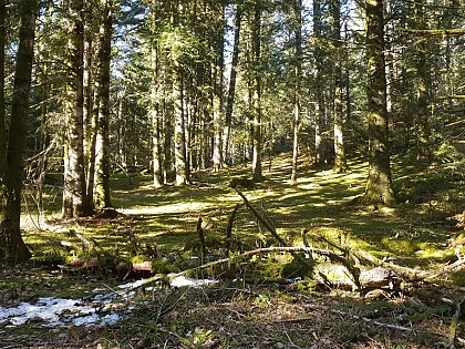 PR 3 - La forêt de Trémouille