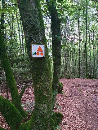 Mountain biking: Circuit n°12 Fayet Woods