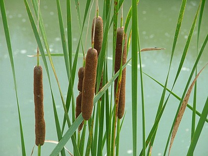 Sentier des Roseaux à Bois de Céné