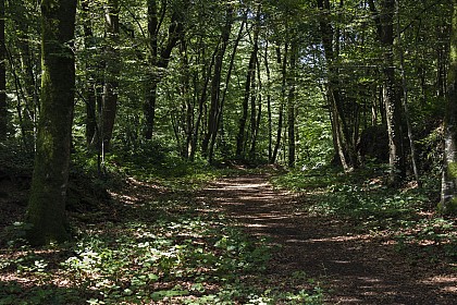 PONTMAIN - RANDONNÉE - CIRCUIT ENTRE GLAINE ET FUTAIE N°21