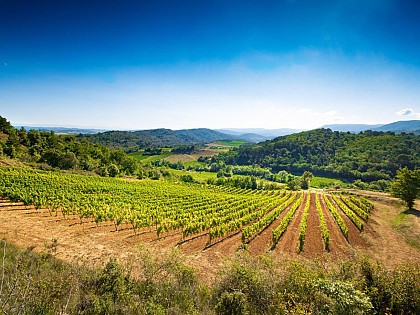 Circuit du Vignoble de la Vallée du Cougaing