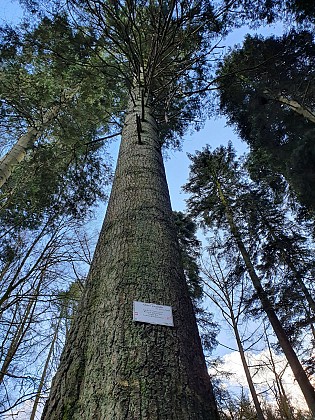Sentier becasine BOUILLON n°1 l'Arboretum