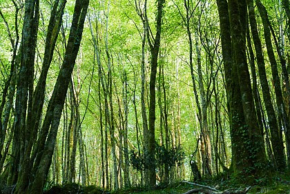 Parcours trail Les Eyzies n°4