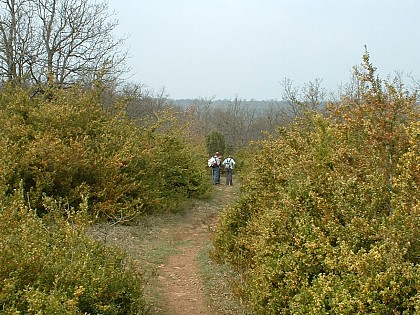 Balade verte Rully RU2 : En Remenot