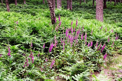 L'Arbre à Vœux de Boutissaint